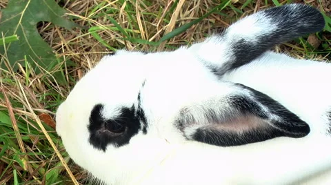Black and white bunny Video stock 43013591