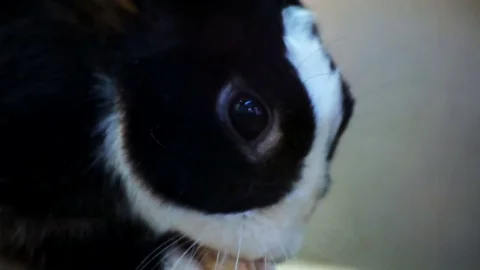 Black and White Bunny Rabbit morning bathing Stock Footage 73090175