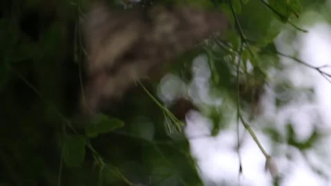 Black and white butterfly flapping its wings Stock Footage 276966176