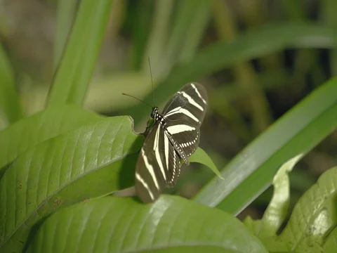 Black and white butterfly on leaf. Close-up of sitting butterfly on green plant. Stock Footage 80731051