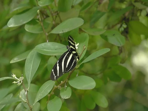 Black and white butterfly on leaf. Close-up of sitting butterfly on green plant. Stock Footage 80773860