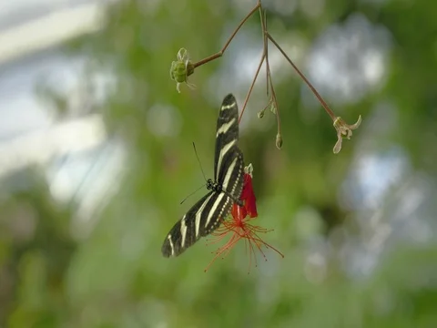Black and white butterfly on leaf. Close-up of sitting butterfly on green plant. Видео 80783565