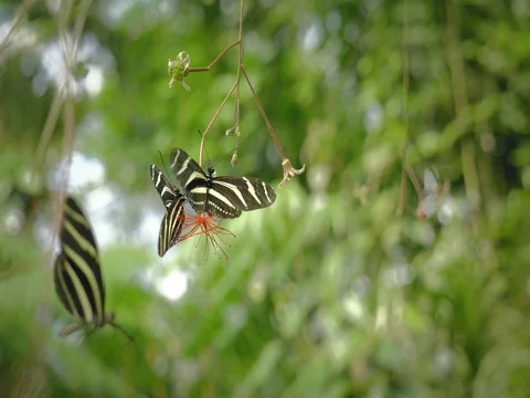 Black and white butterfly on leaf. Close-up of sitting butterfly on green plant. Vídeos de archivo 80787922