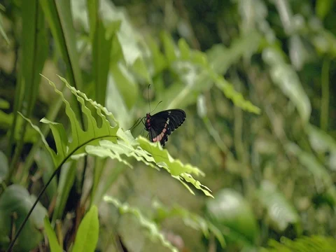 Black and white butterfly on leaf. Close-up of sitting butterfly on green plant. Видео 80788911