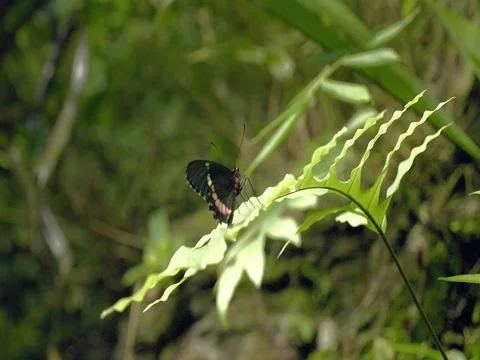Black and white butterfly on leaf. Close-up of sitting butterfly on green plant. Видео 80788964