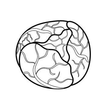 Black and white cabbage isolated on white background. Linear cole vegetable Stock Illustration