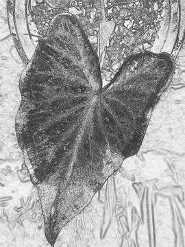 Black and white caladium leaf closeup, with an abstract vertical crayon. Stock Illustration