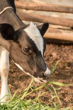 Black and White calf eats grass Stock Photos