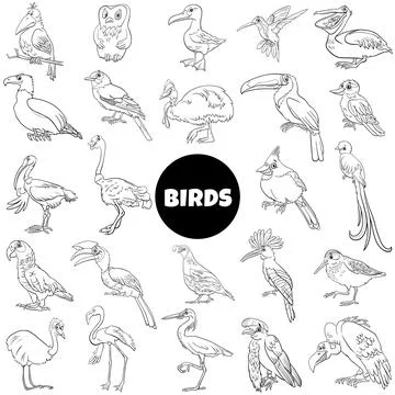 Black and white cartoon birds species animal characters big set 스톡 일러스트