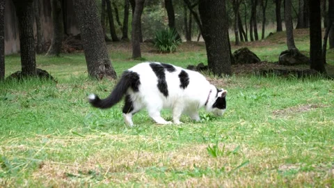 Black and white cat 4K 5 Stock Footage 238430801