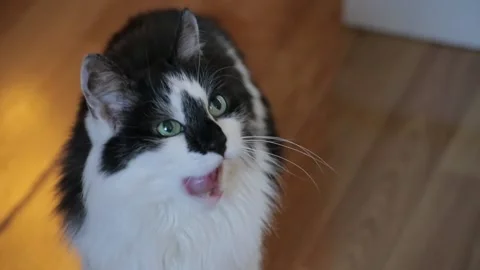 Black and white cat is asking for food. Cat looks at host and licks many times Stock Footage 90207477