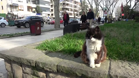 Black and white cat on the Bagdat street in Istanbul Stock Footage 304848280