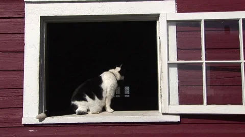A black and white cat in a barn window Stock Footage 72571546