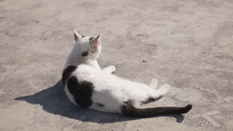 A black and white cat basks in the sun on a slab of warm concrete. Stock Footage 241486764