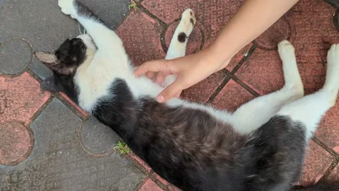 A black and white cat being petted Stock Footage 221962508