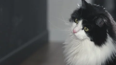 A black and white cat, being in the house, looks at something that is away Stock Footage 232632700