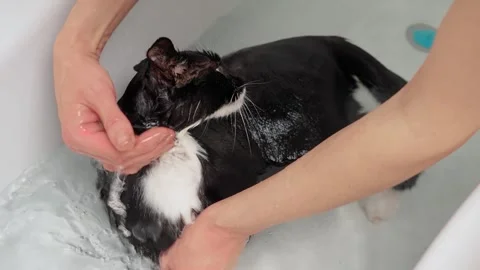 Black and white cat being gently washed in bathtub. Cats fur is wet and soapy as Stock Footage 277802017