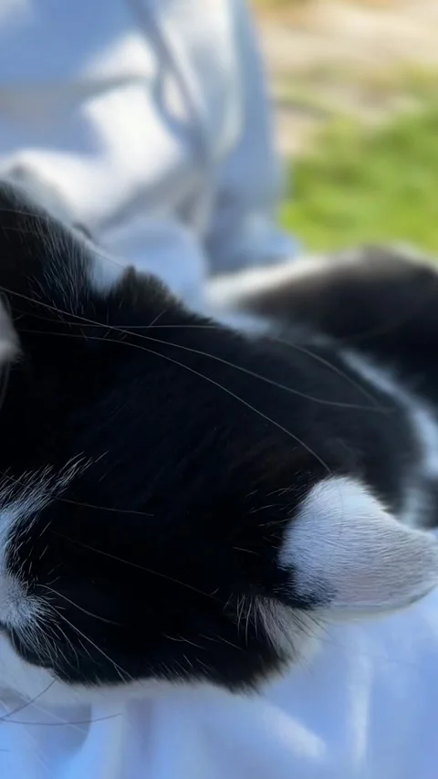 Black and White Cat Being Held and Petted in Hands Stock Footage 318708843