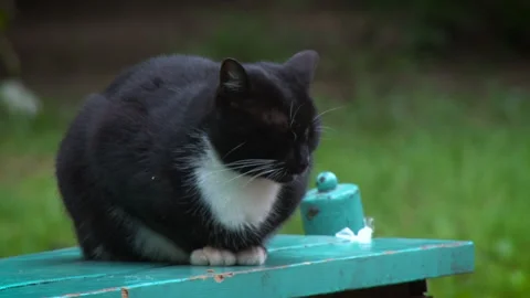 Black and White Cat on Bench Stock Footage 341265215