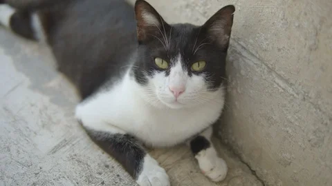 Black and white cat on the cement floor and looking at camera Stock Footage 123956757