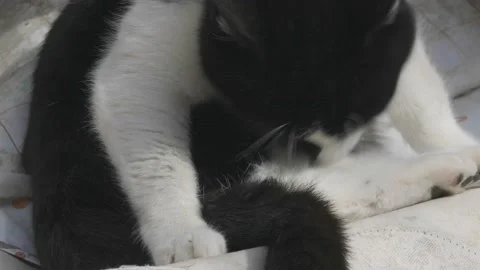 Black and white cat cleans its fur Stock Footage 151486902