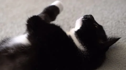 Black and White Cat Cleans Itself Stock Footage 170804160