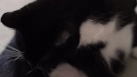 Black and White Cat Cleans Itself Stock Footage 170804195