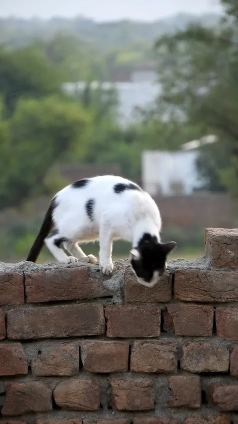 Black And White Cat Climbing Down A Brick Wall Outdoors - 4k Vertical Footage Stock Footage 339455524