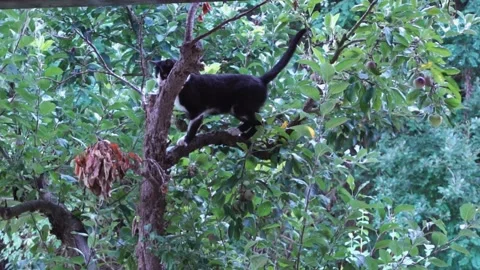 A black and white cat climbs a tree Stock Footage 237551584