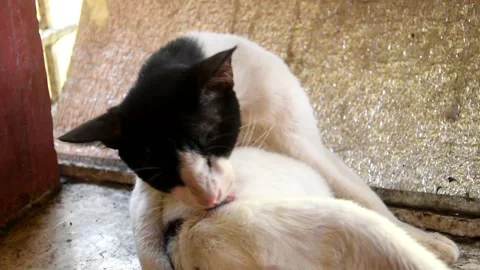 Black and White Cat Doing Self Grooming Stock Footage 149934036