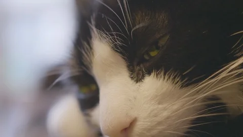 Black and white cat is dozing. close-up. Slow motion Video stock 86452722