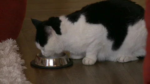Black and white cat drinking water Vídeo Stock 641596