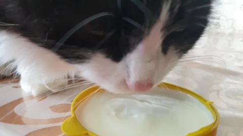 Black and white cat drinking milk in the close-up slow motion Stock Footage 108742347