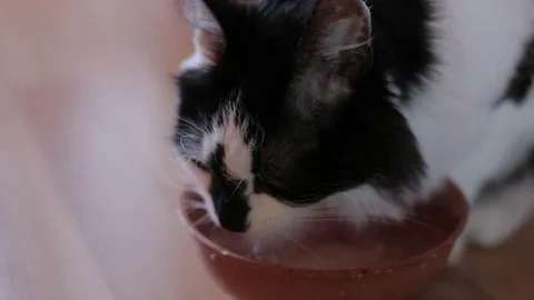 Black and white cat drinks water at the flat. Close up. Stock Footage 75326071
