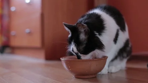 Black and white cat drinks water at the flat. Video stock 75326155