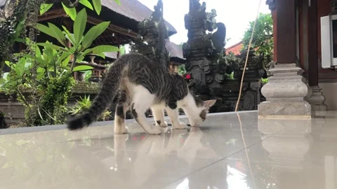 Black-and-white cat eagerly licks leftover food off the floor, Stock Footage 321190270