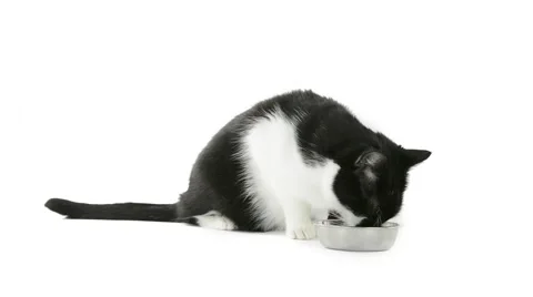 Black and white cat eating from a bowl Stock Footage 49927294