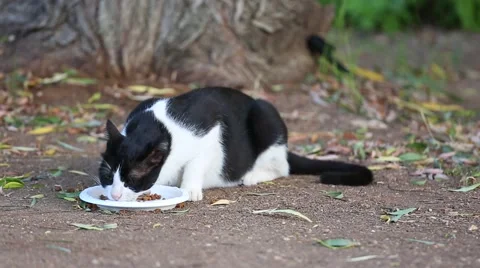Black and white cat eats grass Stock Footage 55921730