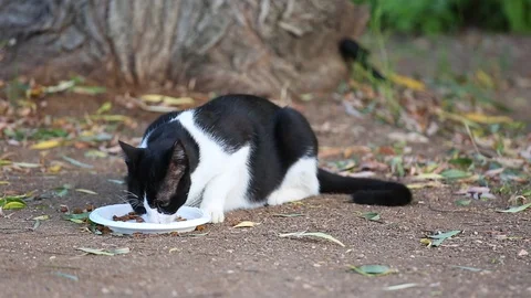 Black and white cat eats on a grass 스톡 동영상 97498659