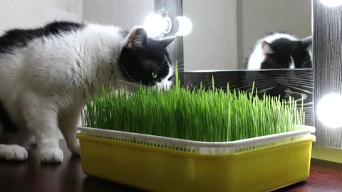Black and white cat eats green grass from tray Video stock 148607016