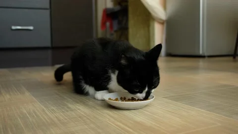 Black and white cat eats dry food from bowl on floor of house in kitchen. Stock Footage 201826094