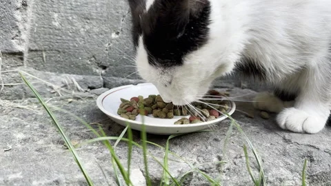 Black and white cat eats dry food Stock Footage 315393177