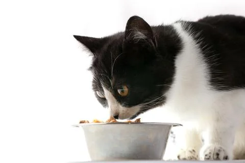 A black and white cat eats or sniffs food in an iron bowl. Stock Photos
