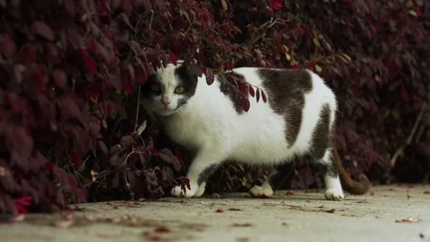 Black and white cat emerging from dark red foliage Stock Footage 332728482