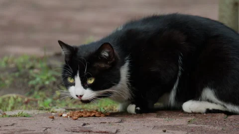A black and white cat enjoys a meal outdoors, capturing natural feeding behavior Stock Footage 337148947