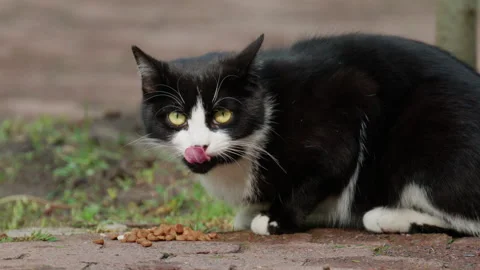 A black and white cat enjoys a meal outdoors, capturing natural feeding behavior Stock Footage 337149178