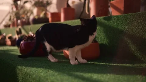 Black and white cat exploring cactus nursery in warm cinematic light Stock Footage 335241807