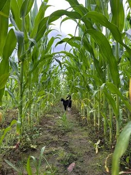 Black and White Cat Exploring a Lush Green Cornfield Path Stock Photos
