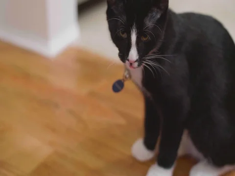 Black and white cat on the floor Stock Footage 80545554