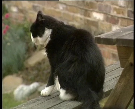 BLACK AND WHITE CAT Stock-Footage 567956